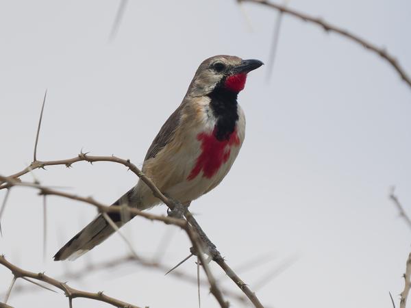 <h3><a href="/trips/tanzania/biota/animalia/chordata/aves/040 passeriformes/036 malaconotidae/telophorus cruentus/telophorus cruentus-nl.html">Telophorus&nbsp;cruentus</a> / Rosy‑patched&nbsp;bushshrike / Roodbuikklauwier</h3>OM-1 Mark II met OLYMPUS M.150-400mm F4.5 TC, 1/2000 sec  bij F5.6, ISO 400, afstand 15.5&nbsp;m